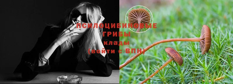 это состав  Советская Гавань  Галлюциногенные грибы Psilocybe  где купить наркоту 